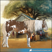 Horse Color:White Spotted Chocolate Palomino Splash Rabicano 
