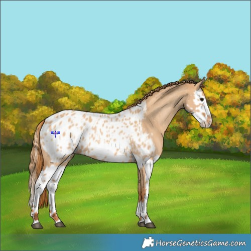 Horse Color:Red Dun Appaloosa  and Red Dun Splash Appaloosa 