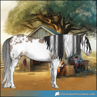 Horse Color:White Spotted Brown Dun Splash Frame 