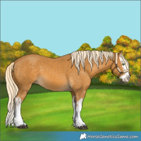 Horse Color:Palomino Splash  and Palomino Splash 