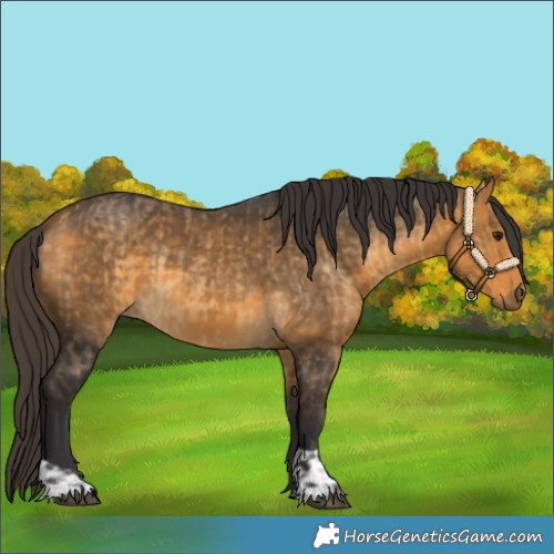 Horse Color:Buckskin Dun and Buckskin