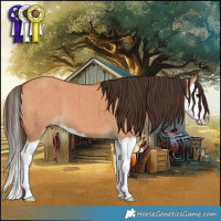 Horse Color:Bay Dun Splash Brindle