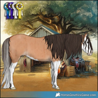 Horse Color:Bay Dun Splash Brindle