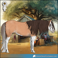 Horse Color:Bay Dun Splash Brindle