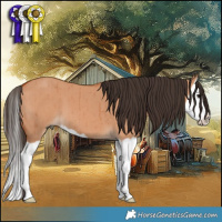 Horse Color:Bay Dun Splash Brindle