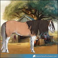 Horse Color:Bay Dun Splash Brindle 
