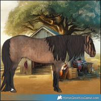 Horse Color:Bay Dun Brindle 