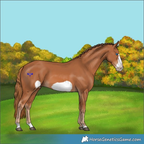Horse Color:Chestnut Frame 