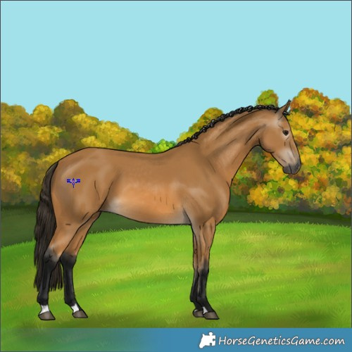 Horse Color:Gray Buckskin