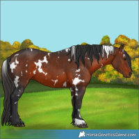 Horse Color:White Spotted Bay 