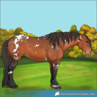 Horse Color:White Spotted Bay Appaloosa 