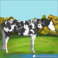 Horse Color:White Spotted Black Splash Appaloosa 