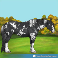 Horse Color:White Spotted Black 