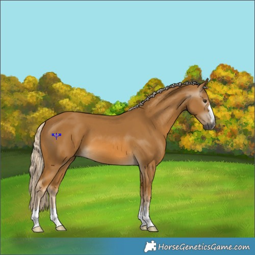 Horse Color:Gray Palomino 