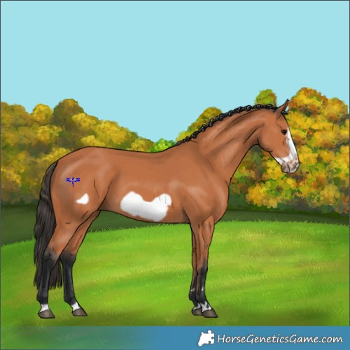 Horse Color:Bay Frame 
