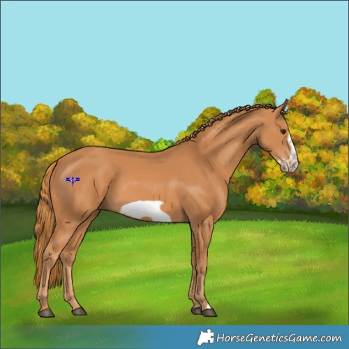 Horse Color:Chestnut Frame 