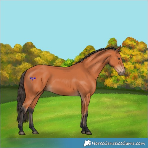 Horse Color:Bay Frame 