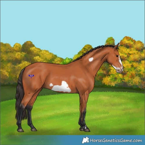 Horse Color:Bay Frame 