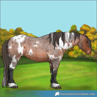 Horse Color:White Spotted Brown Roan Appaloosa 