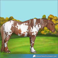 Horse Color:White Spotted Chestnut Varnish 