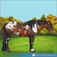 Horse Color:White Spotted Brown Appaloosa 
