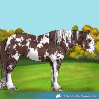 Horse Color:White Spotted Chocolate Brown Sabino Varnish 