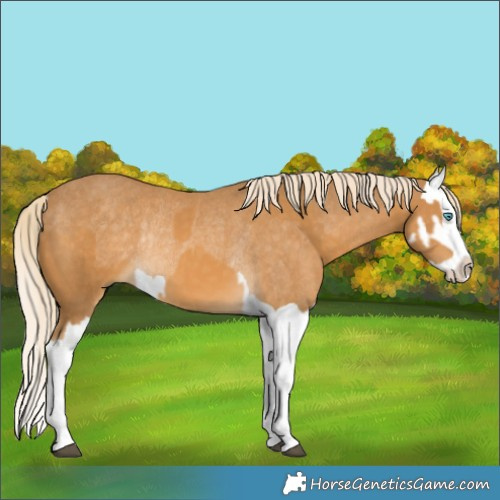 Horse Color:Palomino Splash  and Palomino Splash Rabicano 