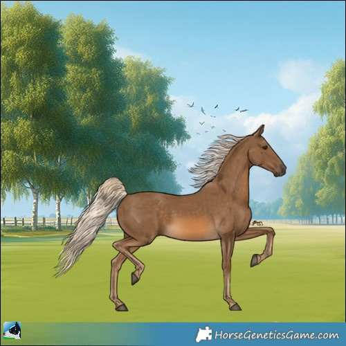Horse Color:Chocolate Palomino 