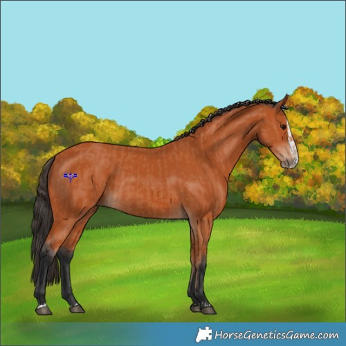 Horse Color:Bay  and Bay Splash 