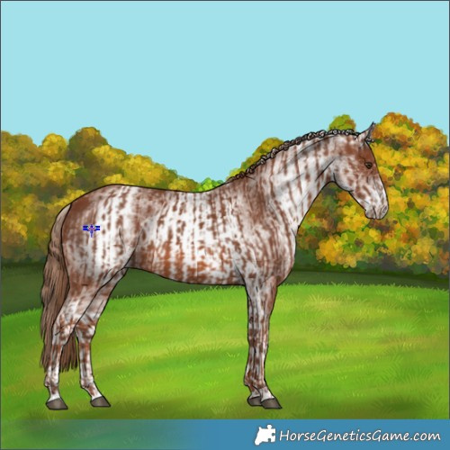 Horse Color:Chestnut  and White Spotted Chestnut 