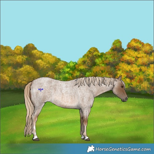 Horse Color:Chocolate Palomino Roan 