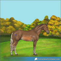 Horse Color:Chocolate Palomino 