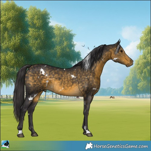 Horse Color:White Spotted Buckskin 