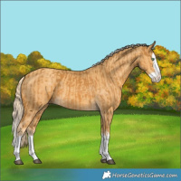 Horse Color:Palomino Splash  and Gold Cream Champagne Splash 