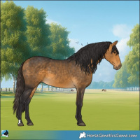 Horse Color:Buckskin 