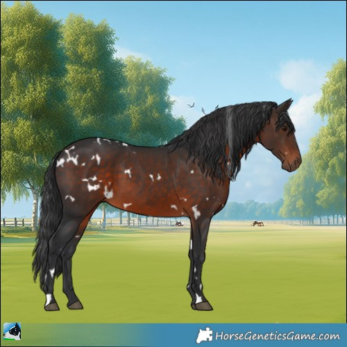 Horse Color:White Spotted Brown 