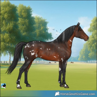 Horse Color:White Spotted Brown