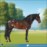 Horse Color:White Spotted Brown 