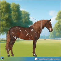 Horse Color:White Spotted Liver Chestnut