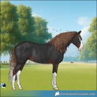 Horse Color:Liver Chestnut Splash Rabicano 