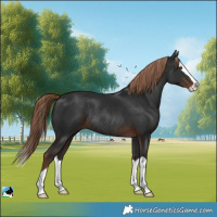 Horse Color:Liver Chestnut Splash Rabicano 