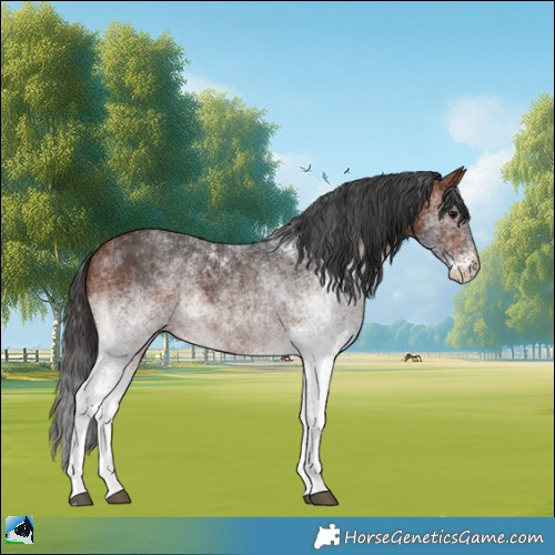 Horse Color:White Spotted Bay Rabicano 