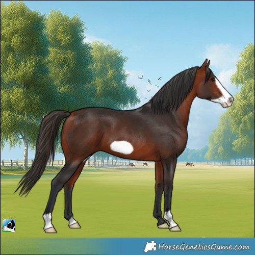 Horse Color:Bay Frame 