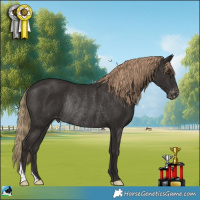 Horse Color:Liver Chestnut Appaloosa Rabicano 