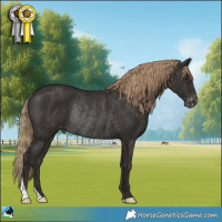 Horse Color:Liver Chestnut Appaloosa Rabicano 
