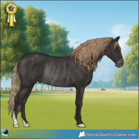 Horse Color:Liver Chestnut Appaloosa Rabicano