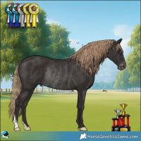 Horse Color:Liver Chestnut Appaloosa Rabicano 