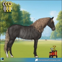 Horse Color:Liver Chestnut Appaloosa Rabicano 