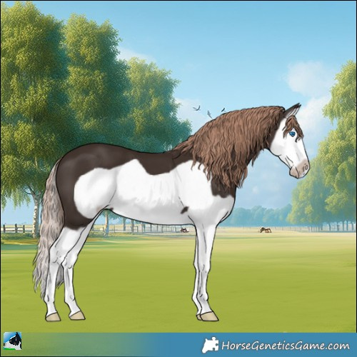 Horse Color:Liver Chestnut Splash Frame 