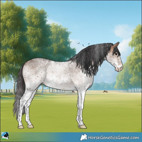 Horse Color:White Spotted Bay Dun Rabicano 